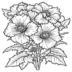 Sweet William line art hand drawn vintage bloom