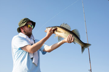 a pike perch, zander caught on a spinning rod is pulled out of the water, the caught fish is in the...