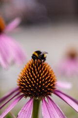 Photowalk Krumpendorf Carinthia Austria July 17 2025