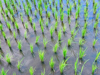 Green rice field with young paddy plants in flooded water, traditional Asian agriculture landscape, farming season in tropical countryside