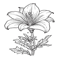 Tiger Lily line art minimalist beauty in every stroke