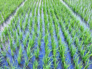 Green rice field with young paddy plants in flooded water, traditional Asian agriculture landscape, farming season in tropical countryside