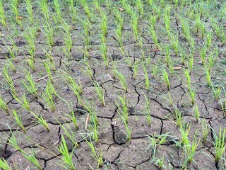 growth of rice plants in dry rice fields