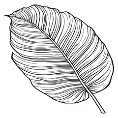 Tropical green palm leaf line art calm peaceful nature