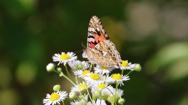 A close-up of a Painted Lady butterfly (Vanessa cardui) perched on a daisy fleabane flower, gently waving its wings against a blurred green background on a sunny summer day.