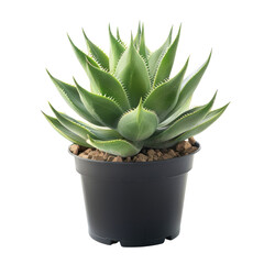 Light green succulent in dark pot