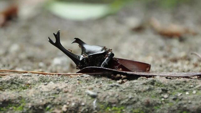 夏に現れる昆虫のカブトムシ。鳥に食べられた亡骸にアリが群がっている様子。