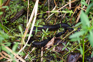 Snake in the Bayou Sauvage, New Orleans, Louisiana