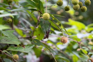 Bayou Sauvage, New Orleans, Louisiana