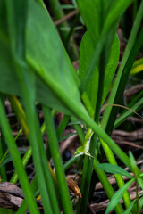 Lizard in the Bayou Sauvage, New Orleans, Louisiana