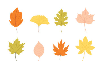 Fototapeta premium Set of autumn leaves. Vector illustration isolated on white background