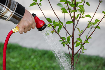Fototapeta premium Watering garden trees, a man waters plants with a hose 