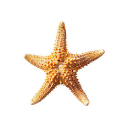 Close-up of a starfish