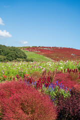 丘に咲き広がるコキアと青空