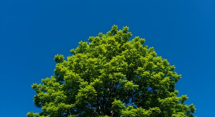 Fototapeta premium Vibrant green foliage of a lush tree reaching towards a clear bright blue sky