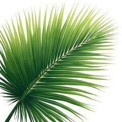 Obraz premium Realistic vector illustration of a palm tree leaf with fine details, isolated on a white background. Perfect for tropical designs, botanical art, summer themes, and digital nature compositions.