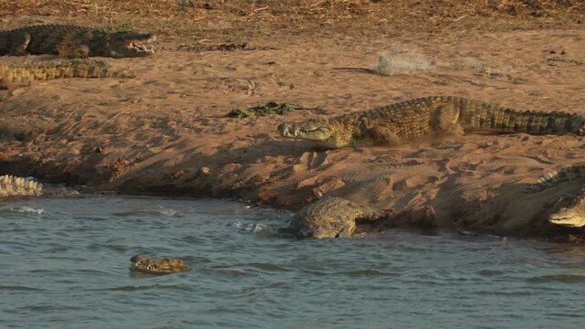 A group of Nile crocodile is running into the water, Mashatu Game Reserve.
