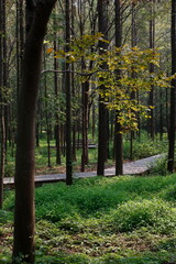 Obraz premium path in the park