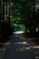 Fototapeta premium path in the park