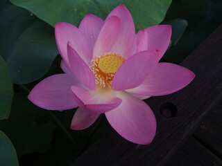 朝露に輝く大賀ハスの花