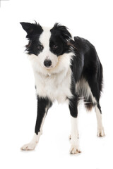 Young border collie dog standing on white background and looks down