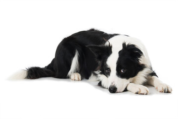 Young border collie dog lying on white background and looks to the camera