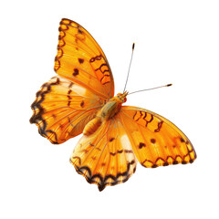 Orange butterfly in flight, detailed wings (2)