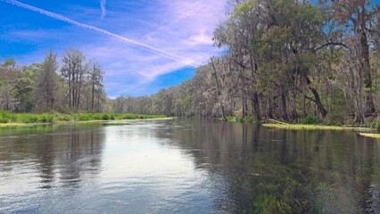 River flowing through forest in swamp landscape