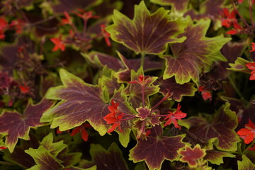Pelargonium „Vancouver Centennial“ Geraniaceae family. Hanover Berggarten, Germany.