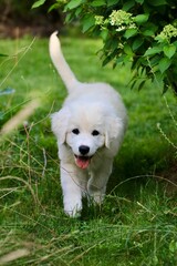 Biały pies rasowy i puchaty szczeniak. Młody owczarek podhalański na zielonej trawie. Zwierzę domowe