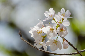 春の陽射しに咲く桜の花のクローズアップ
