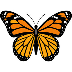 butterfly isolated on white