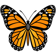 butterfly isolated on white