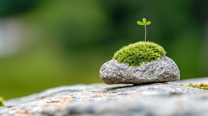 Close-Up View of Tiny Moss Patch Growing on a Stone Surface
