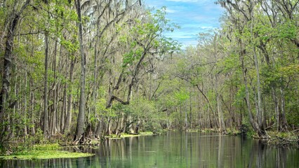 Swamp forest in national park with mossy trees