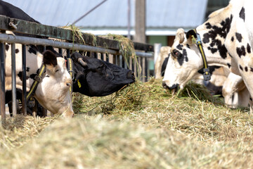dairy cows feeding on hay inside a barn or cattle shed. The cows are seen through with  . The ...