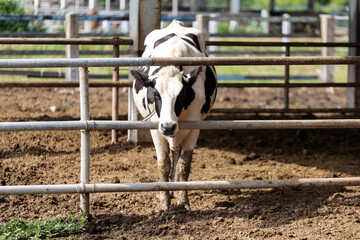 dairy cows feeding on hay inside a barn or cattle shed. The cows are seen through with  . The ...