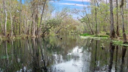 Clear swamp river through forest in national park