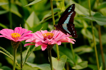 butterfly on flower