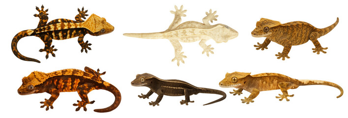 Crested Gecko Morph Collection 