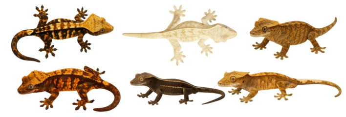 Crested Gecko Morph Collection 