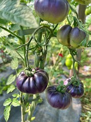 purple tomatoes, tomatoes ripening in the garden, vegetables on the bush