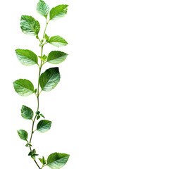 Green vine with serrated leaves against black