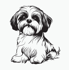 shih tzu dog
