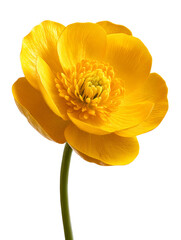 Naklejka premium Vibrant yellow buttercup flower isolated on transparent background showcasing its beauty