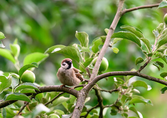 A brown tree sparrow bird sitting on a branch of a green apple tree
