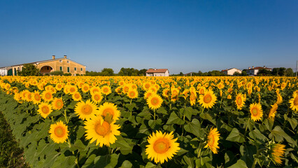 Campo di girasoli