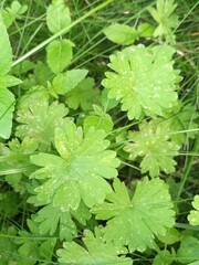 Close-Up of Lobed Green Leaves Among Grass