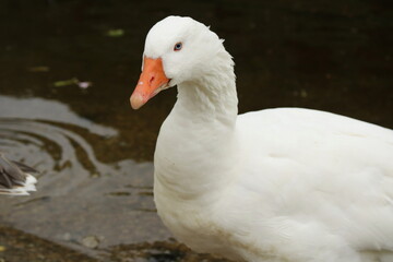 Majestic White Goose with Orange Beak Standing in Shallow Water – Close-Up of Serene Domestic Waterfowl in Nature, Ideal for Farm Animal, Wildlife, and Tranquil Nature Themes