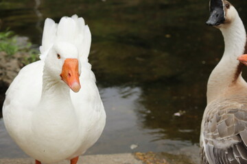 Close-up of White Domestic Goose with Orange Beak Standing Near Brown Goose by the Water – Rural Wildlife Scene, Farm Bird Pair, Tranquil Nature, Peaceful Pond Background, Feathered Companions